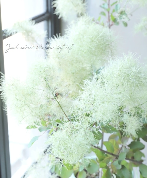 スモークツリー　ライムグリーン　薄ピンク　ホワイト5月末〜6月上旬発送予定。予約 スモークツリーライムグリーン薄ピンクホワイト5月末〜6月上旬発送予定