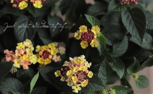 花です シンワ測定 ブルーレベル Pro 2 デジタル 水平器 気泡管保護カバー付