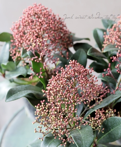 常緑低木　スキミア　ルベラ 耐寒性常緑低木 スキミア 『ルベラ』 | すべての商品 | | Junk sweet