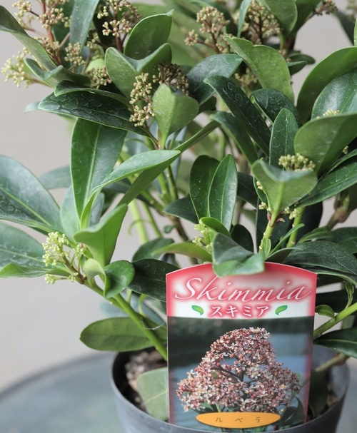 常緑低木　スキミア　ルベラ 耐寒性常緑低木 スキミア 『ルベラ』 | すべての商品 | | Junk sweet