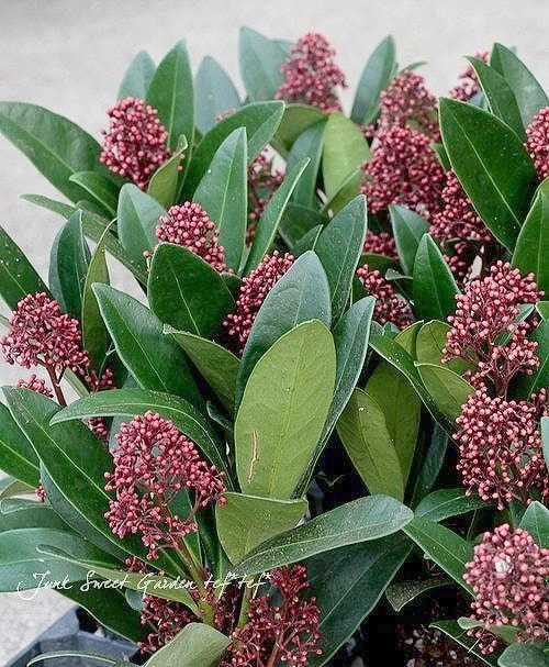 耐寒性常緑低木 スキミア 『ルベラ』 | すべての商品 | | Junk sweet