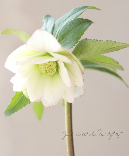 大和園】 クリスマスローズ 『ダブルホワイトピコティ』 【No.5