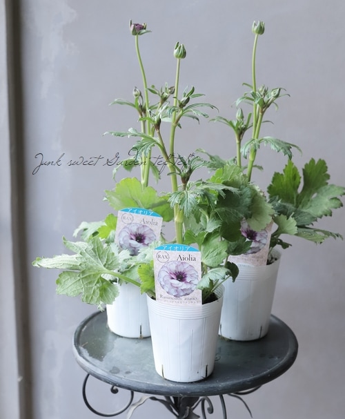 希少 ラナンキュラス ラックス『アイオリア』１苗 土を落とさずポット苗のまま発送 楽天市場】予約販売 ラナンキュラス ラックス 苗 アイオリア