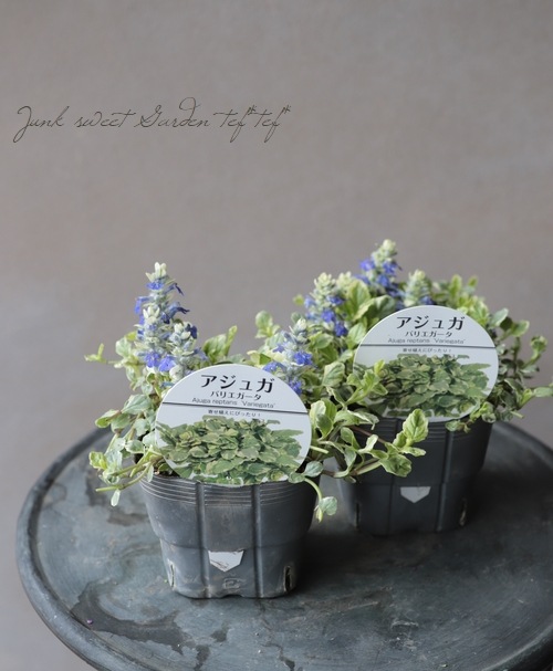 �����ꥢ���奬 �إХꥨ��������