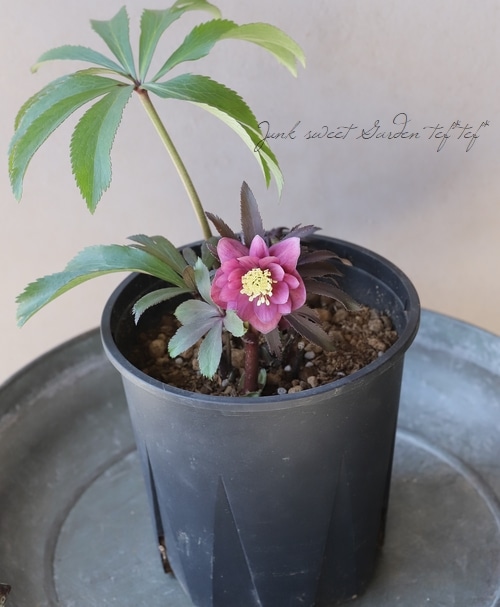 三浦孝之氏・クリスマスローズ 『レッド（Fairies Dreams）』 【No.20