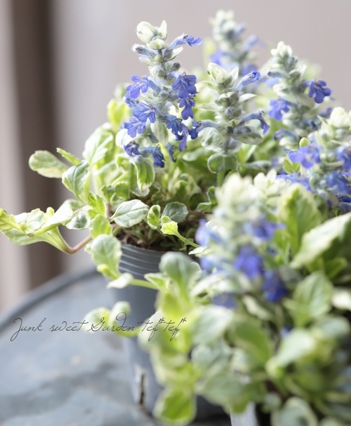 �����ꥢ���奬 �إХꥨ��������