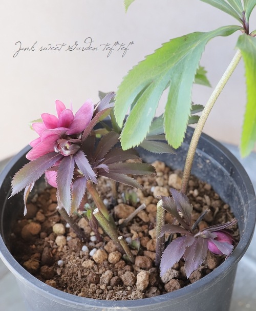 三浦孝之氏・クリスマスローズ 『レッド（Fairies Dreams）』 【No.20