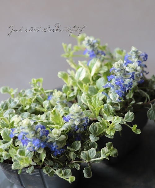 �����ꥢ���奬 �إХꥨ��������