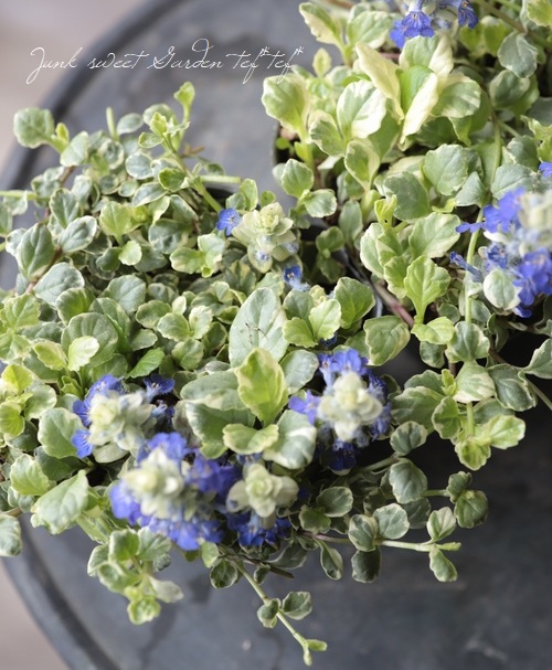 �����ꥢ���奬 �إХꥨ��������