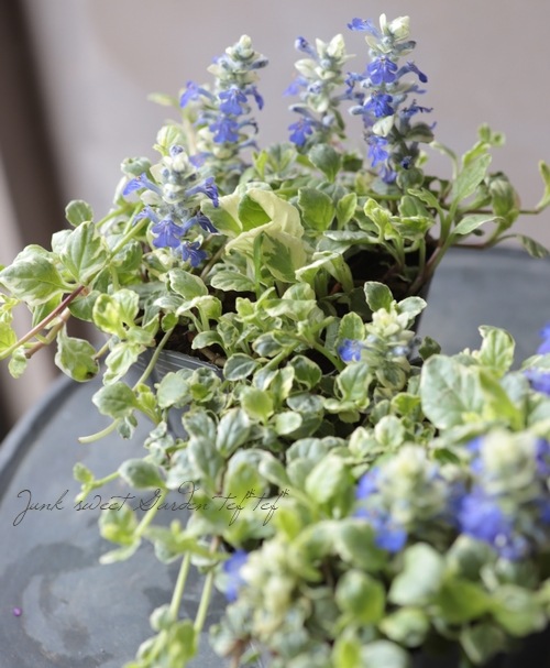 �����ꥢ���奬 �إХꥨ��������