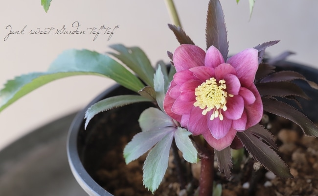 三浦孝之氏・クリスマスローズ 『レッド（Fairies Dreams）』 【No.20