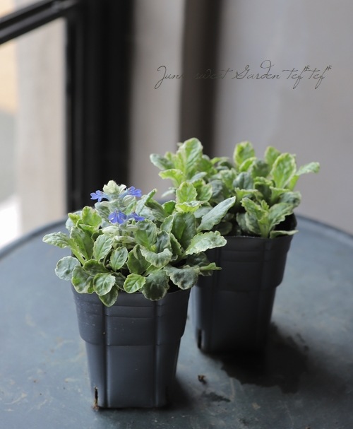 �����ꥢ���奬 �إХꥨ��������