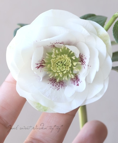 横山園芸・育種生産】 ダブル多弁咲きクリスマスローズ 『プリマドレス