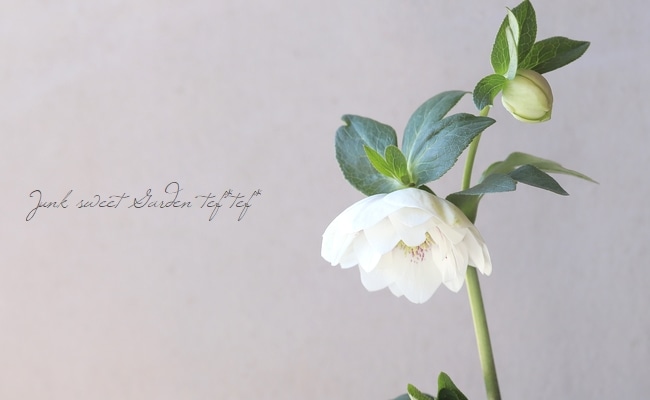 横山園芸・育種生産】 ダブル多弁咲きクリスマスローズ 『プリマドレス