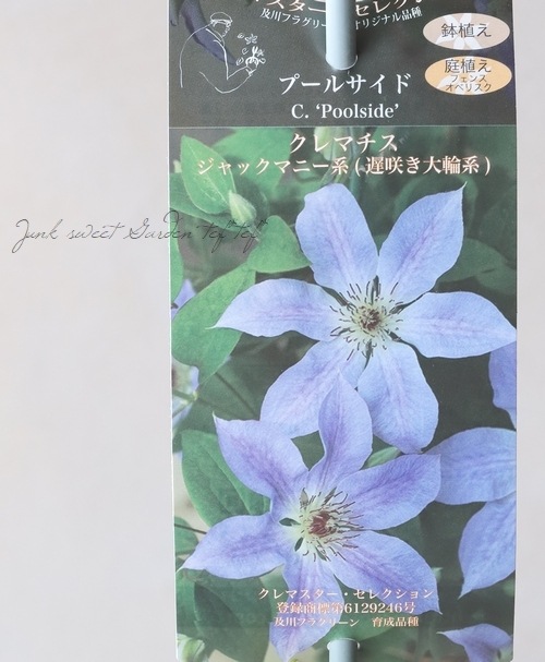 及川オリジナルクレマチス・ジャックマニー系 『プールサイド