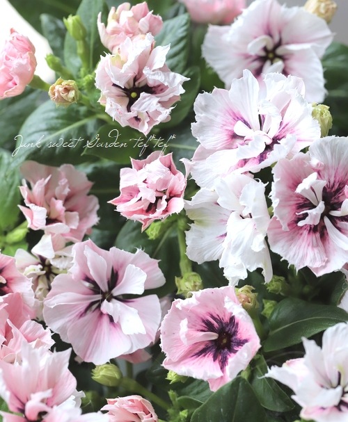 ݥꥸʥۥ˥˥Ȭź餭ߥ饷꡼ إߥͥե Jס