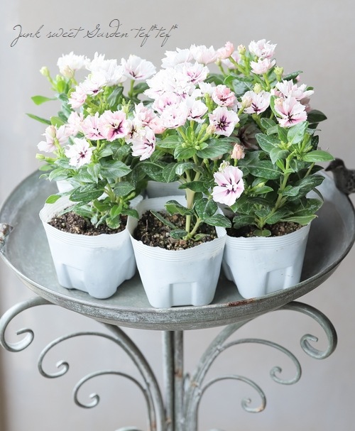 ݥꥸʥۥ˥˥Ȭź餭ߥ饷꡼ إߥͥե Jס