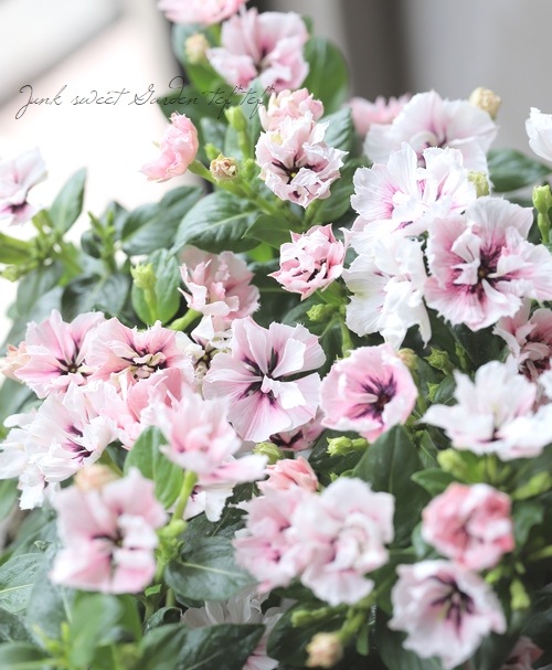 ݥꥸʥۥ˥˥Ȭź餭ߥ饷꡼ إߥͥե Jס