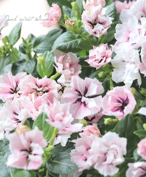 ݥꥸʥۥ˥˥Ȭź餭ߥ饷꡼ إߥͥե Jס