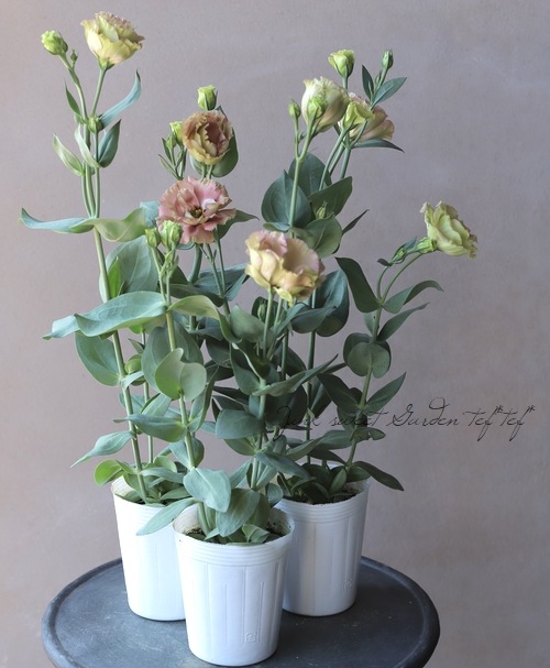 Ȭ�ź餭�ȥ륳�����祦�� �إ�������ץꥳ�åȡ�