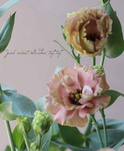 Ȭ�ź餭�ȥ륳�����祦�� �إ�������ץꥳ�åȡ�