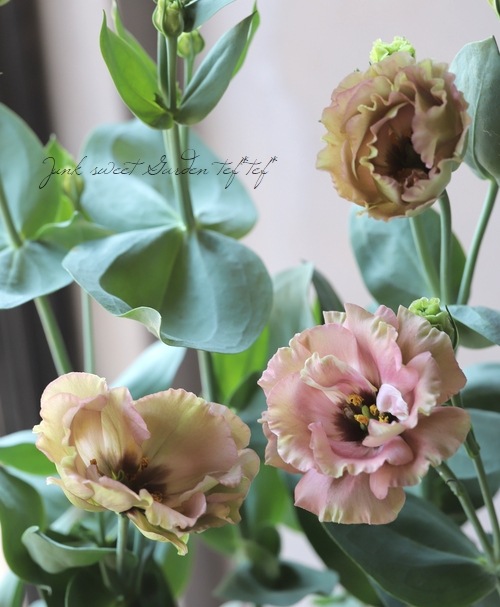 Ȭ�ź餭�ȥ륳�����祦�� �إ�������ץꥳ�åȡ�