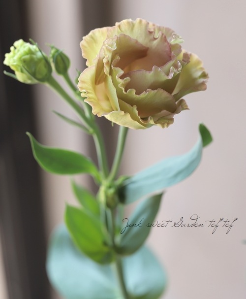 Ȭ�ź餭�ȥ륳�����祦�� �إ�������ץꥳ�åȡ�