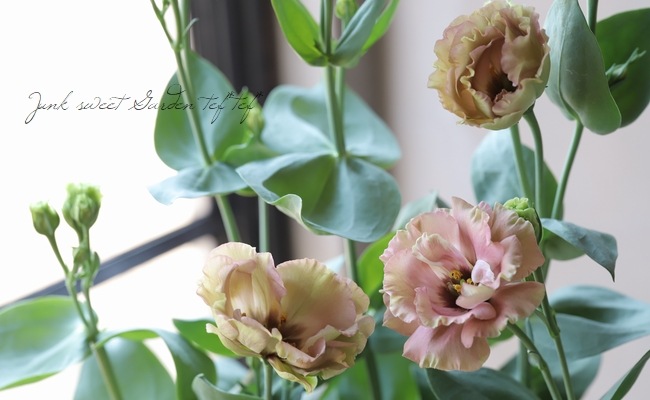 Ȭ�ź餭�ȥ륳�����祦�� �إ�������ץꥳ�åȡ�