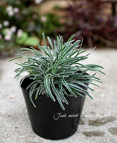 フィッシニア・トルンカータ 『クリスタルグラス』 オーナメンタル