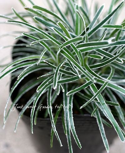 フィッシニア・トルンカータ 『クリスタルグラス』 オーナメンタル