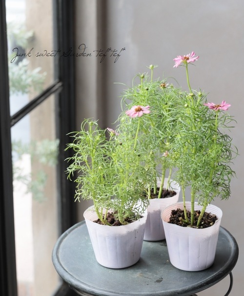 コスモス 造花 とりよせ品 コスモス 秋桜 アーティフィシャルフラワー