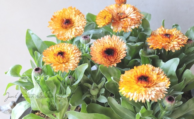 カレンデュラページ フユシラズ | Calendula arvensis | かぎけん花図鑑