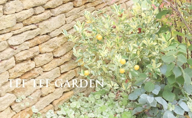 果樹】 『斑入り金柑 -キンカン-』 | すべての商品 | | Junk sweet 果樹】 『斑入り金柑 -キンカン-』 | すべての商品 | | Junk sweet