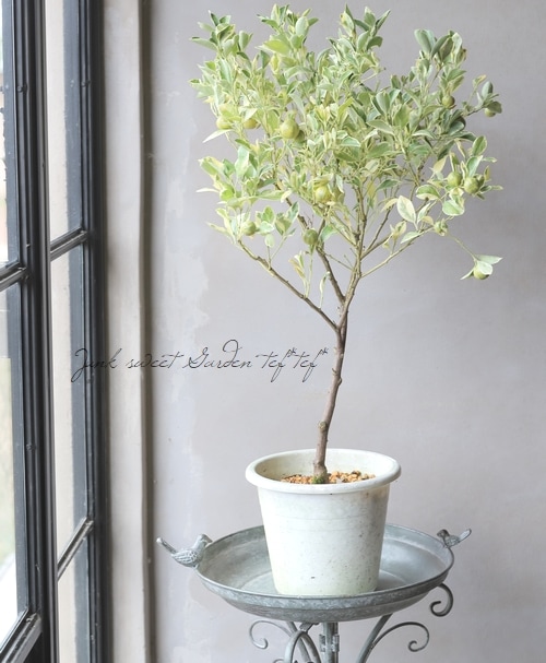 ❌枝付き葉っぱ付き キンカン 15本 m64443951681_1.jpg?1725435064