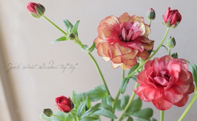 ラナンキュラス・ランドセルシリーズ・サラセレネ 『カルキノス』 小輪