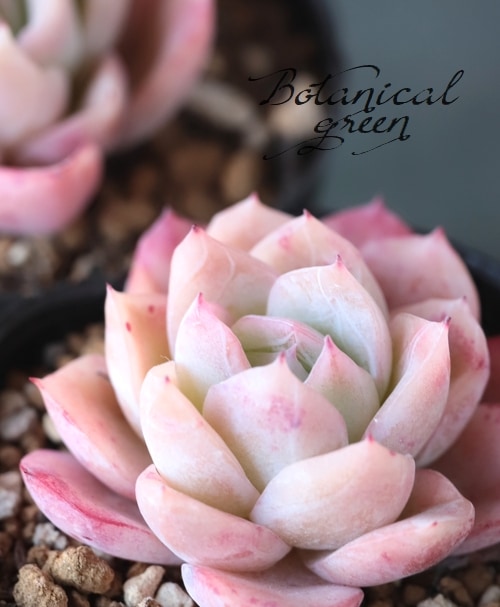 多肉植物】 『ラズベリーアイス』 エケベリア属 | すべての商品