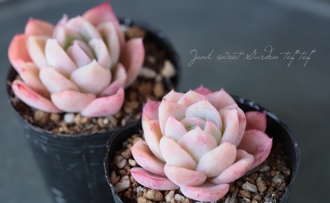 多肉植物 ラズベリーアイス 8個 多肉植物 ラズベリーアイス 8個