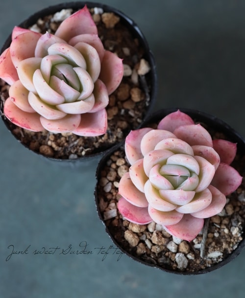 多肉植物 韓国 エケベリア 17-2420ラズベリーアイスhyb25個