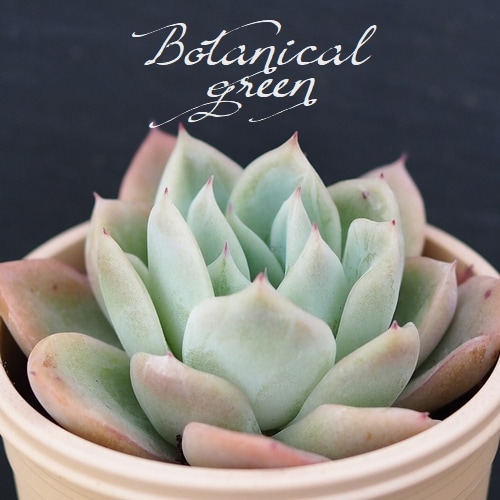 多肉植物 ラズベリーアイス 8個 多肉植物 ラズベリーアイス 8個