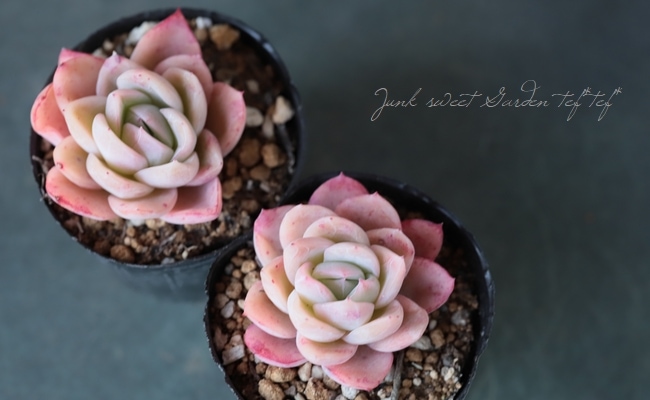 多肉植物 ラズベリーアイス 8個 多肉植物 ラズベリーアイス(Echeveria 'Raspberry Ice') 6頭以上 特大