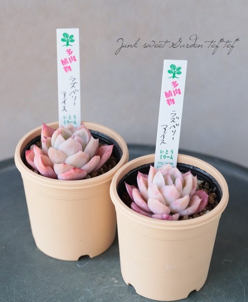 多肉植物】 『ラズベリーアイス』 エケベリア属 | すべての商品