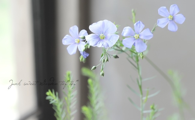 リナム 『ナーボネンス 』 『ナルボネンセ』 宿根アマ | すべての商品