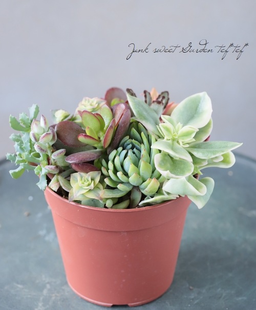 多肉植物 多肉植物】 MIX植え 【NO.I】 | すべての商品 | | Junk sweet Garden