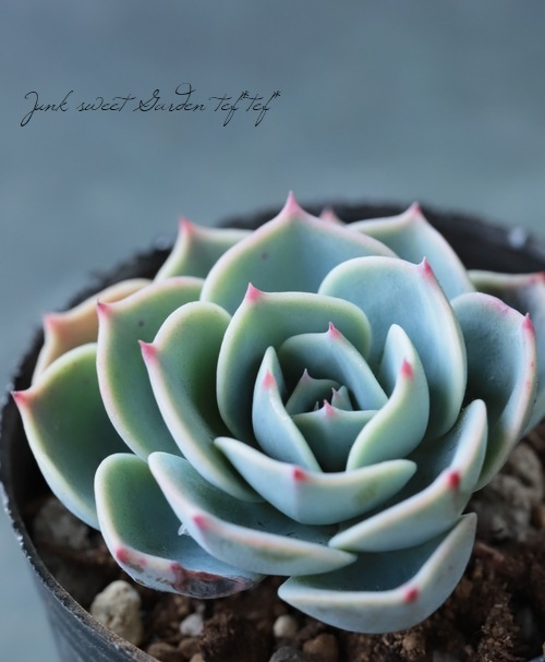 多肉植物】 『七福神』 エケベリア属 いとうぐりーん | すべての商品