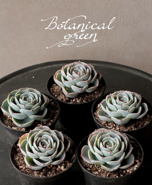 七福神　⑤  多肉植物 Vlog 484] [Succulents] Seven Lucky Gods🍀 If you change the way