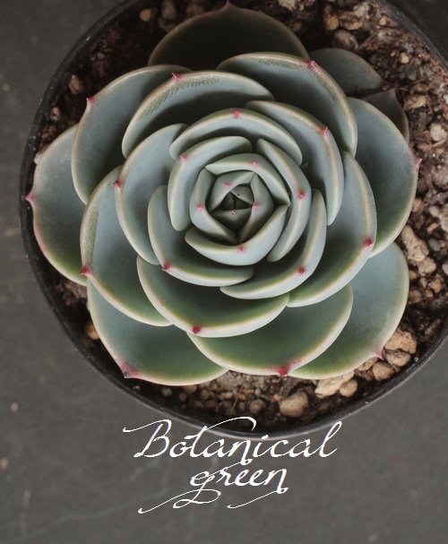 多肉植物】 『七福神』 エケベリア属 いとうぐりーん | すべての商品