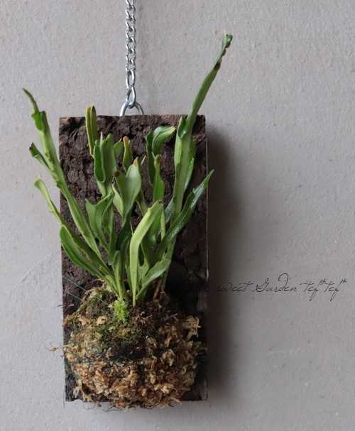 �ڴ��տ�ʪ�ۥΥ����Υ֡��ص���Ƹ�� -�����ɥ���-�١���������