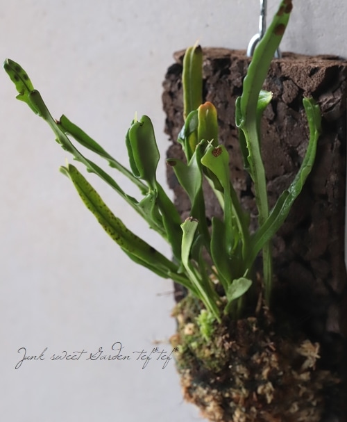 観葉植物 ノキシノブ 鬼面童子 キメンドウシ 着生シダ すべての商品 Junk Sweet Garden Tef Tef