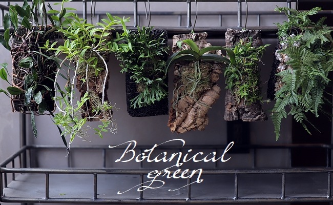 観葉植物 ノキシノブ 鬼面童子 キメンドウシ 着生シダ すべての商品 Junk Sweet Garden Tef Tef