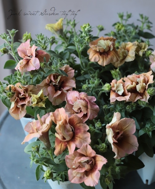 Ȭ�ź餭�ڥ���˥����ؤ�������ơ١�ī�Ҥ��ޤ󥷥꡼��